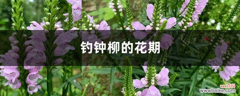 钓钟柳的花期