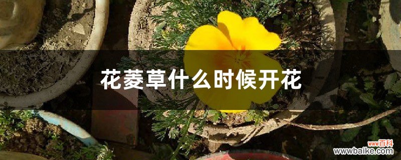 花菱草什么时候开花