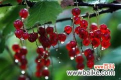 鹅莓的养护方法和病虫害防治
