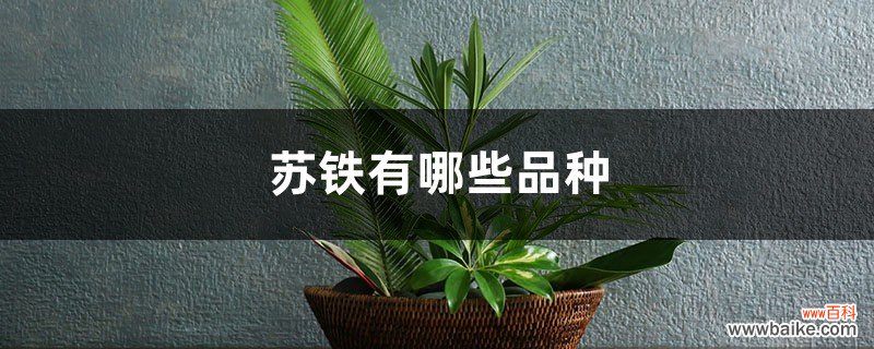 苏铁有哪些品种