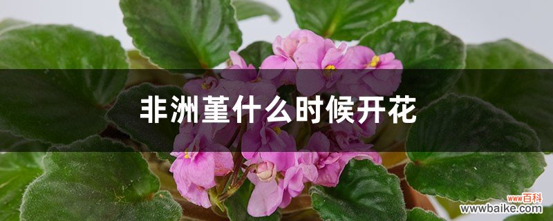 非洲堇什么时候开花