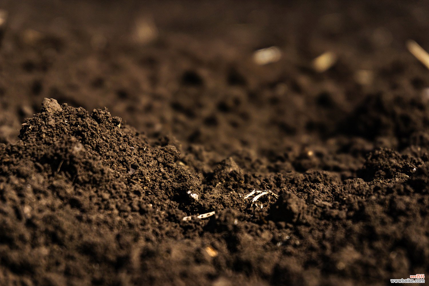 蚯蚓土是什么