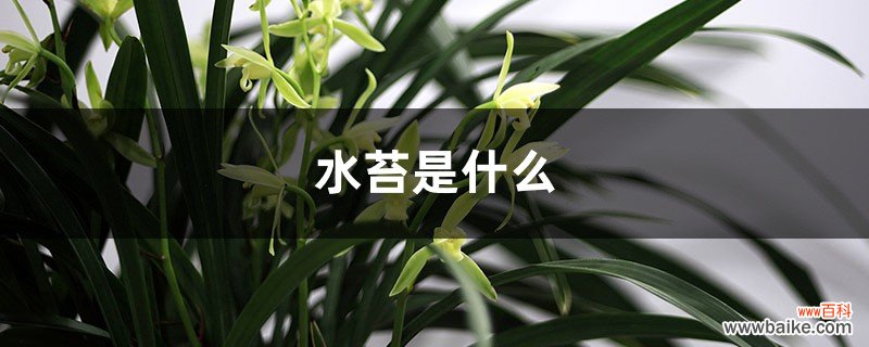 水苔是什么