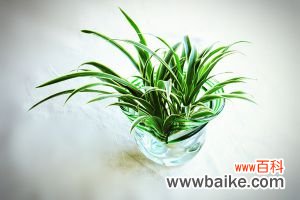 常见水培植物及养护方法