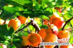 杏树的养殖方法和注意事项