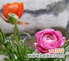 这些花看起来死了,其实还活着,明年就能开花