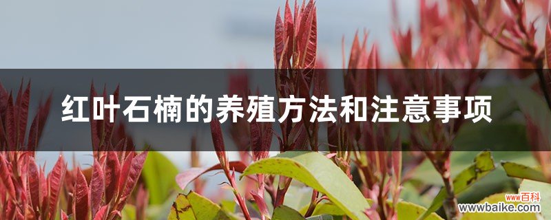 红叶石楠的养殖方法和注意事项