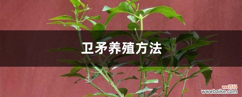 卫矛养殖方法