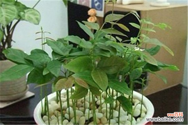 荔枝龙眼山竹太贵,吃剩的核,就能种出一大盆