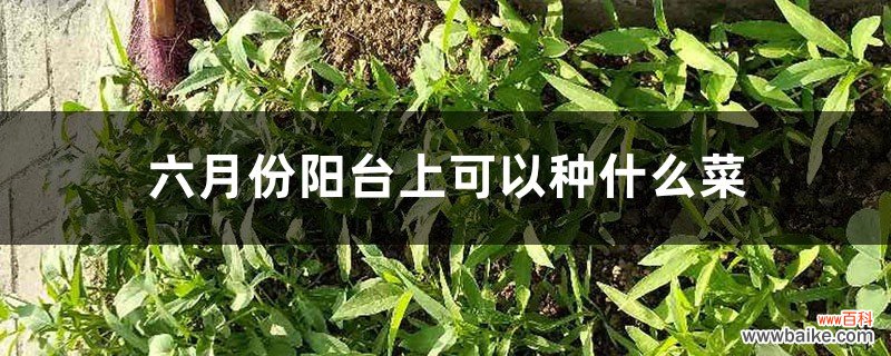 六月份阳台上可以种什么菜