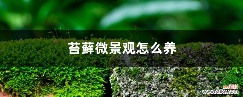 苔藓微景观怎么养