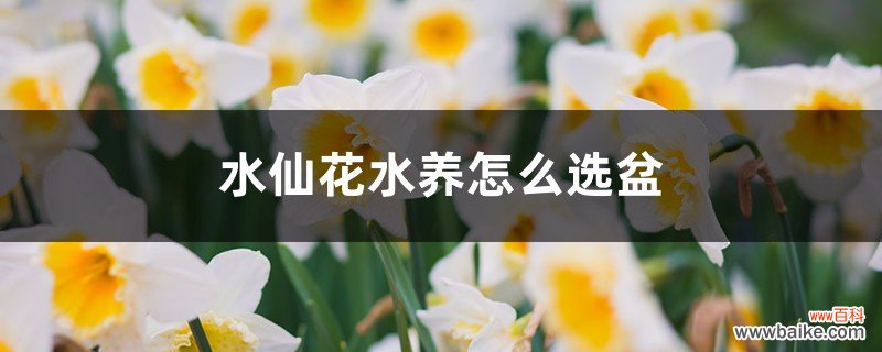 水仙花水养怎么选盆