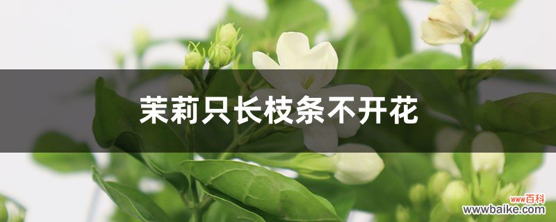 茉莉花的开花规律