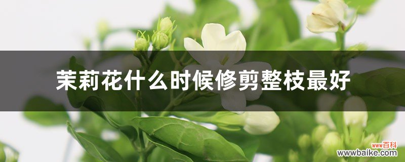 茉莉花什么时候修剪整枝最好