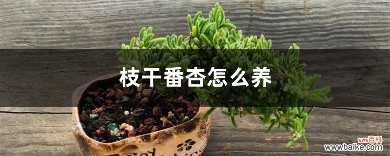 枝干番杏怎么养