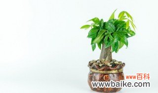 10种最旺家又耐阴耐寒的植物 10种最旺家又耐阴耐寒的植物有哪些