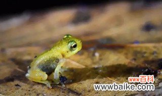 林蛙冬季保存方法 林蛙冬季保存方法是什么