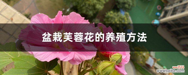 盆栽芙蓉花的养殖方法