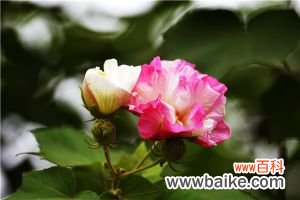 盆栽芙蓉花的养殖方法