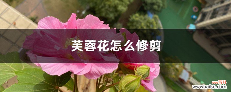 芙蓉花怎么修剪