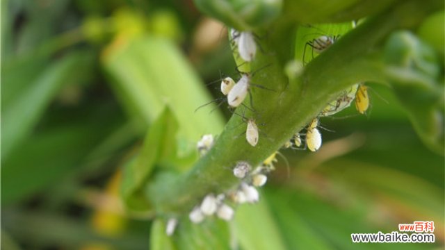 盆栽花卉长蚜虫了怎么办
