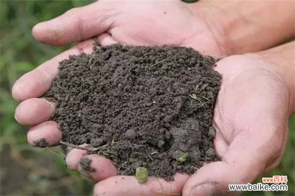 家庭养花土壤消毒的方法