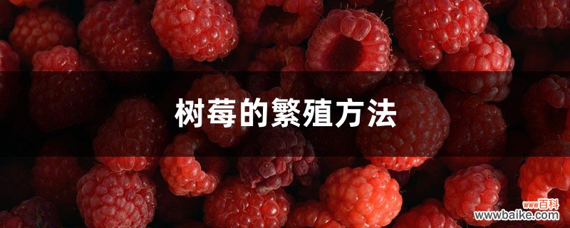 树莓的繁殖方法