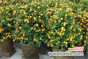 盆栽柑橘的养殖方法