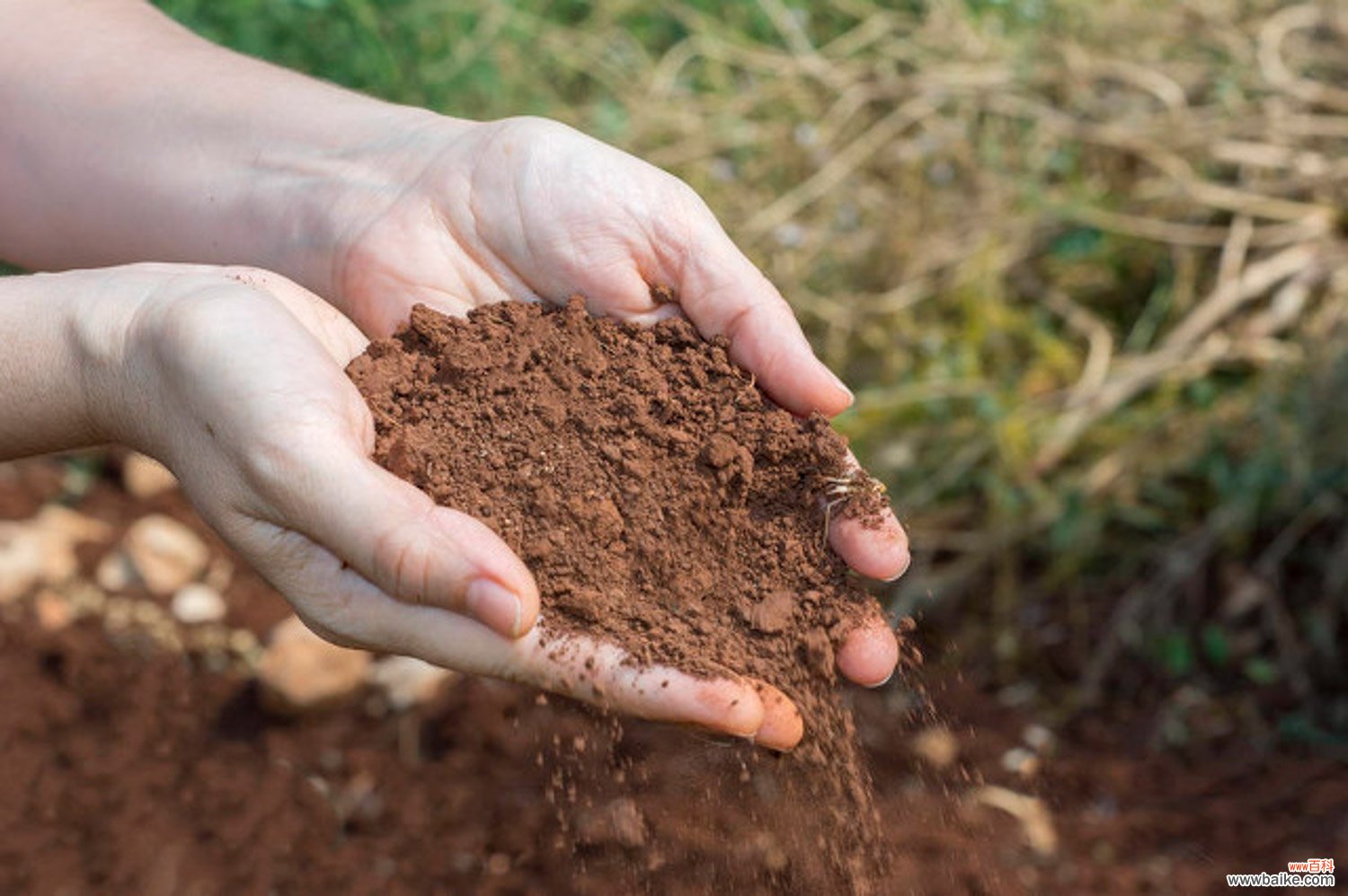 秋季改善土壤肥力的6个小方法