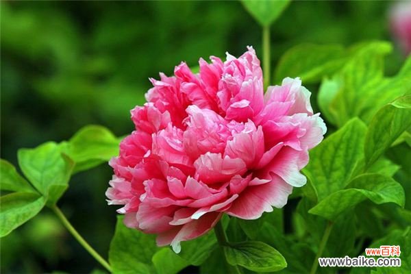 三种中国特有花卉，花美历史还悠久！