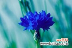 这8种开蓝色花朵的花卉，超美！