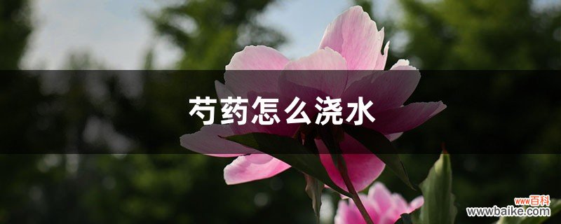 芍药怎么浇水，做好这两点是关键！