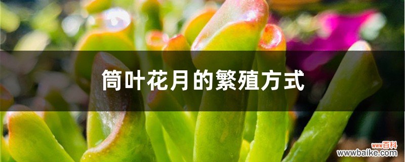 筒叶花月的繁殖方式