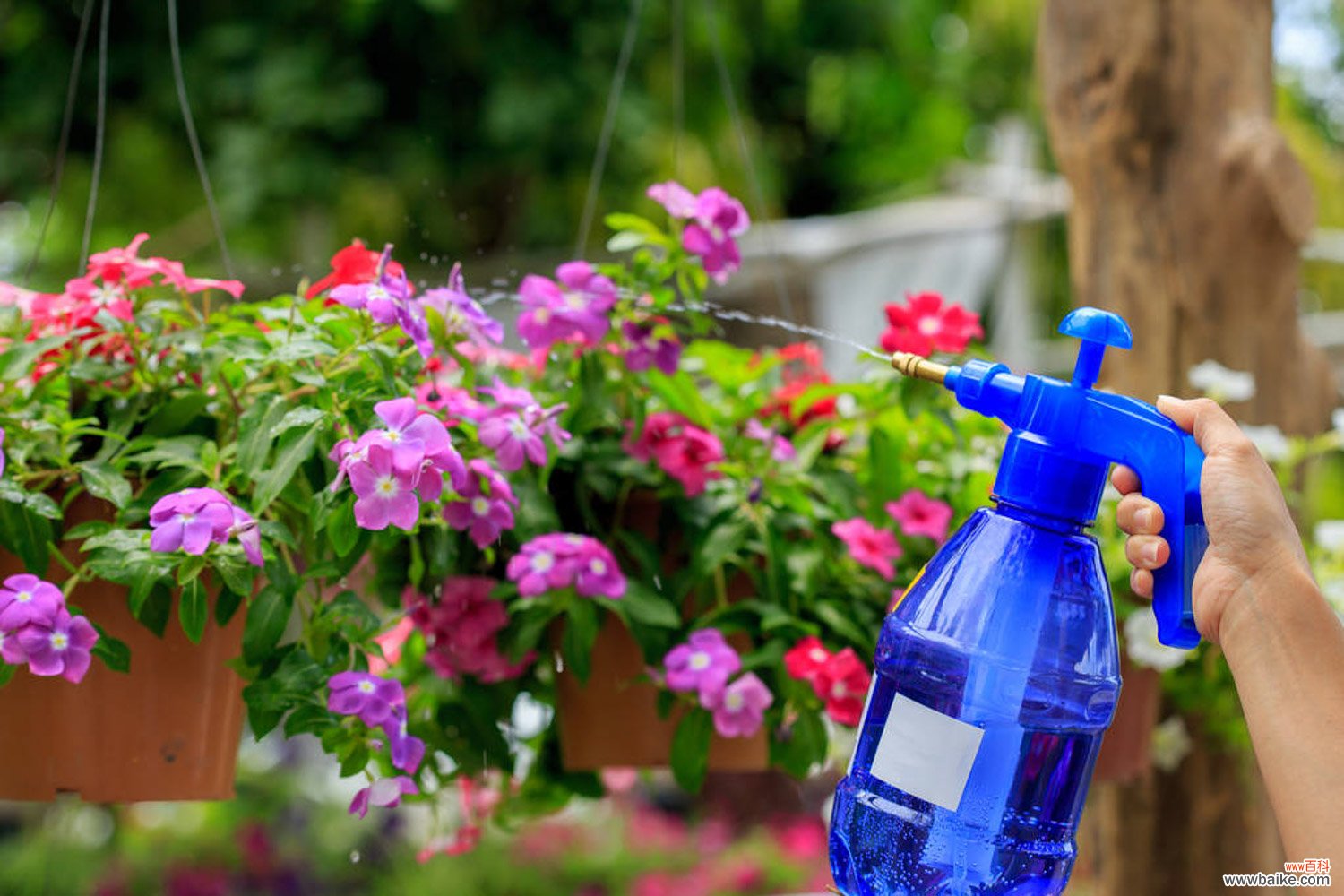 「图解」塑料瓶DIY懒人浇水神器和扦插神器！