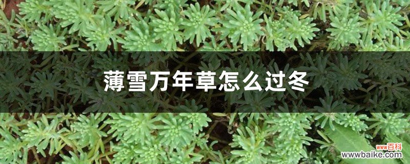 薄雪万年草怎么过冬