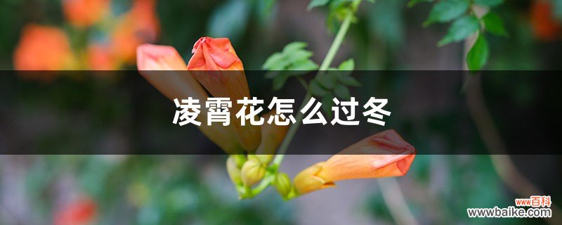 凌霄花怎么过冬