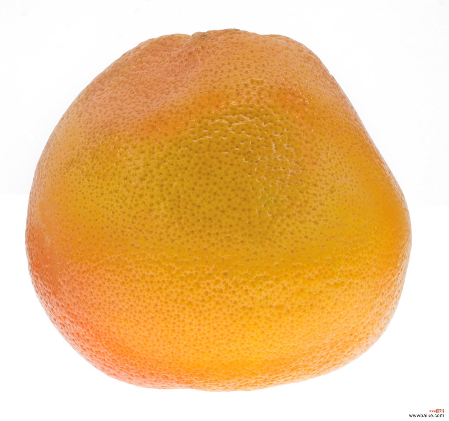 柚子的常见品种