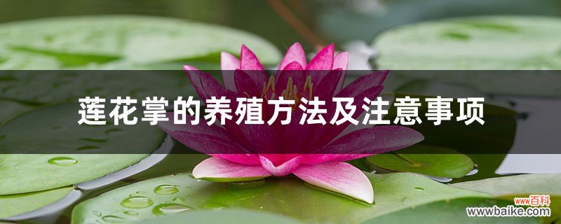 莲花掌的养殖方法及注意事项