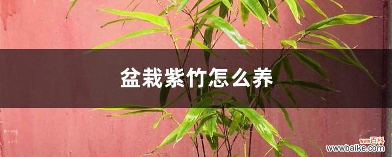 盆栽紫竹怎么养