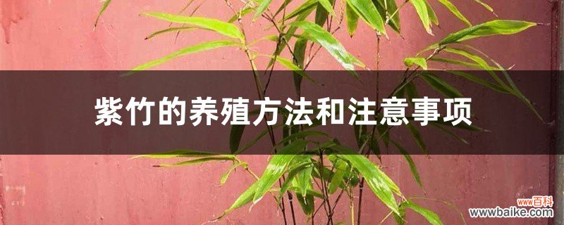 紫竹的养殖方法和注意事项