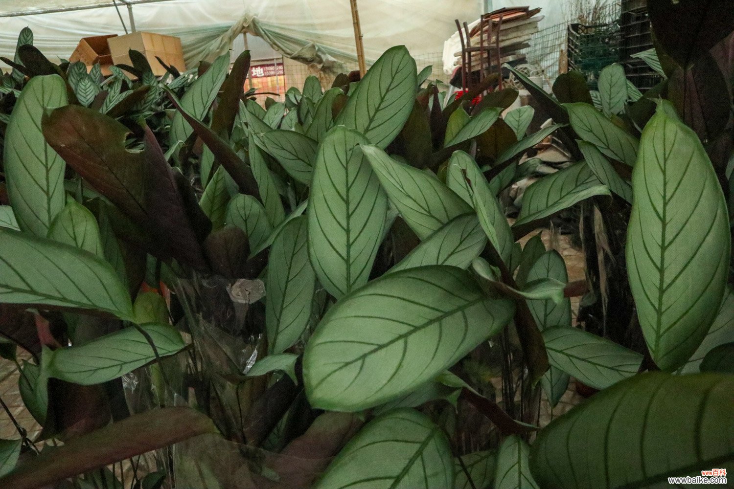 飞羽竹芋的养殖方法及注意事项