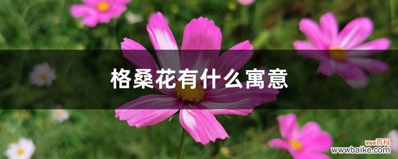 格桑花有什么寓意