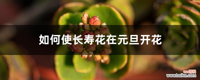 如何使长寿花在元旦开花