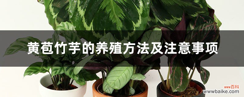 黄苞竹芋的养殖方法及注意事项