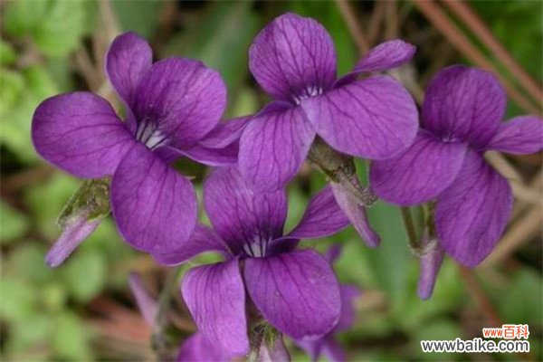 盘点元旦时节用作花坛装饰的花草