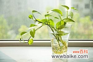 适合冬季阳台种植的5种爬藤植物