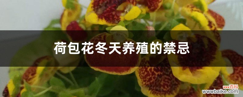 荷包花冬天养殖的禁忌