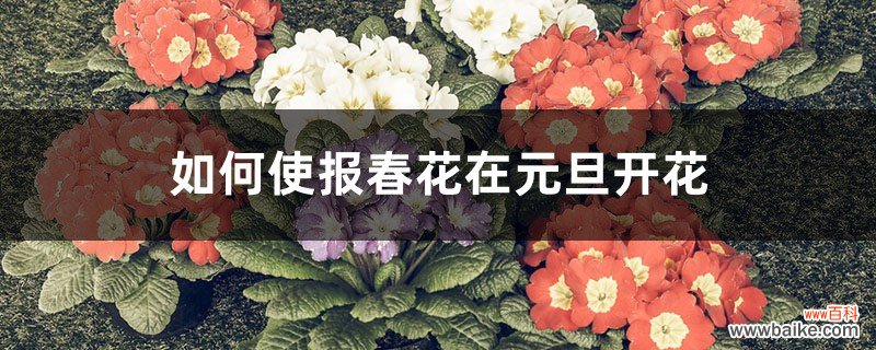 如何使报春花在元旦开花