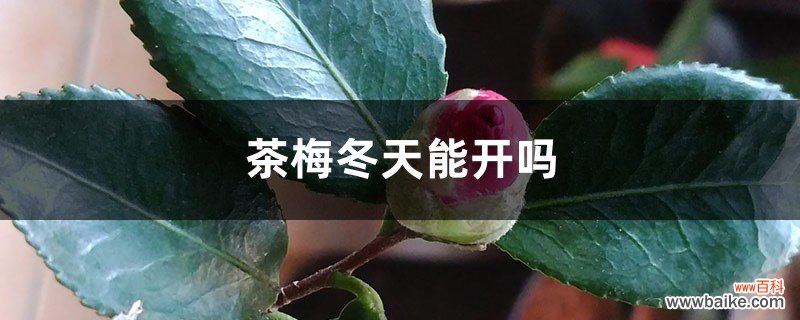 茶梅冬天能开吗