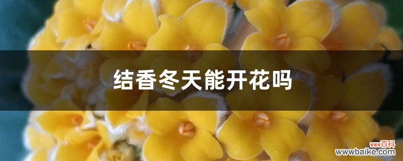 结香冬天能开花吗